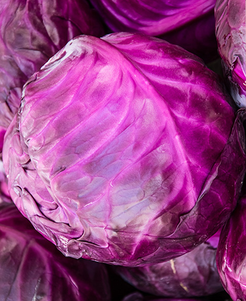 Cabbage