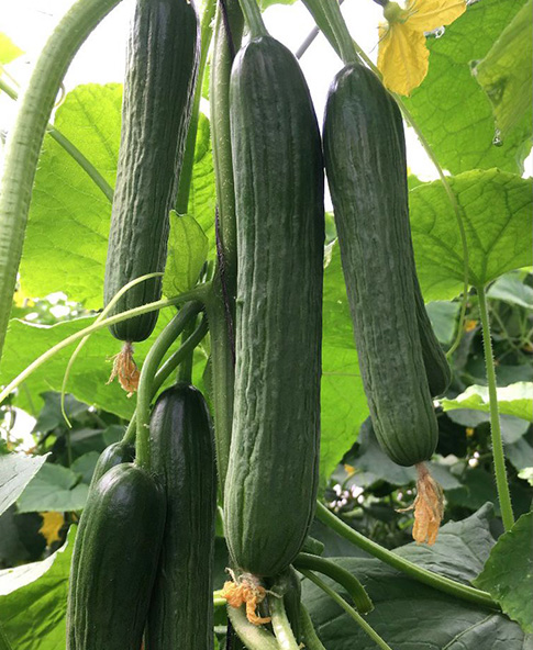 Cucumber