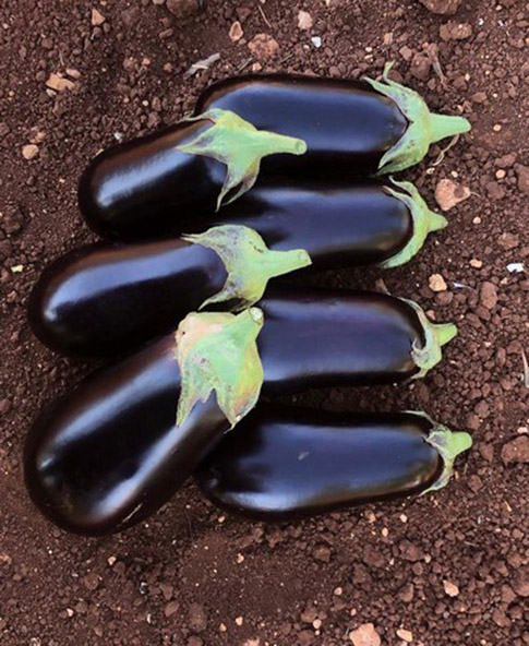 Eggplant
