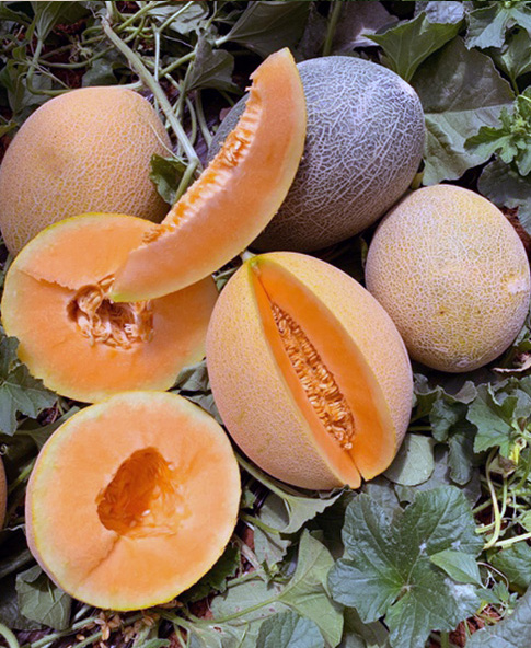Melon