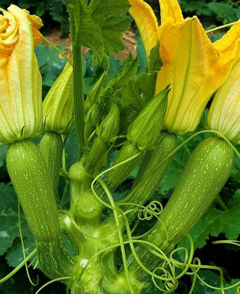 Squash