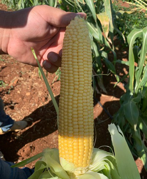 Sweet Corn