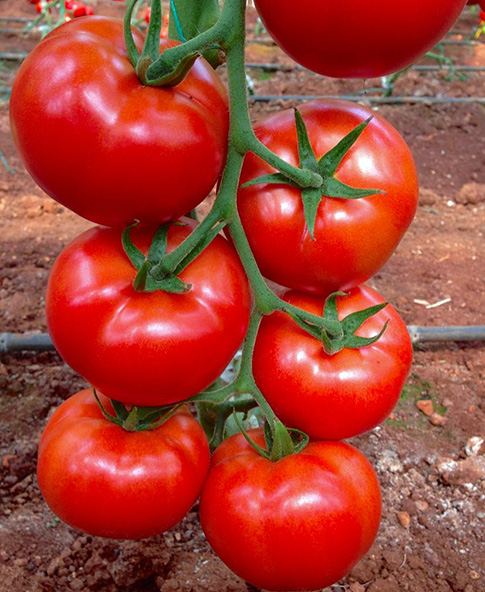 Tomato