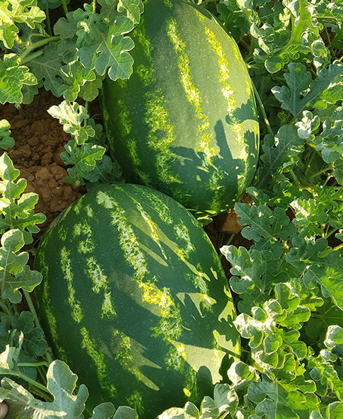 Watermelon